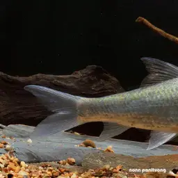 Siamese Mud Carp, photo 1