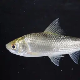Siamese Mud Carp, photo 2