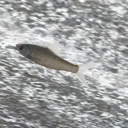 Siamese Mud Carp, photo 3