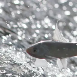 Siamese Mud Carp, photo 4