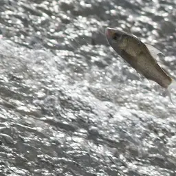 Siamese Mud Carp, photo 5