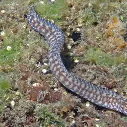 Lipspot Moray