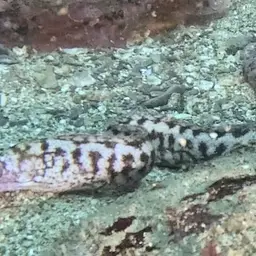 Lipspot Moray, photo 2