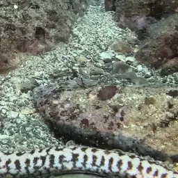 Lipspot Moray, photo 3