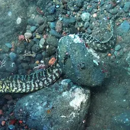 Lipspot Moray, photo 4