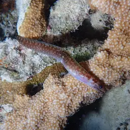 Lipspot Moray, photo 5