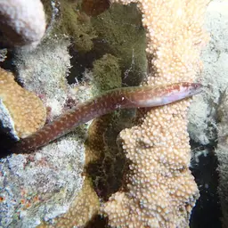 Lipspot Moray, photo 6