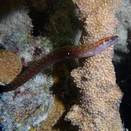 Lipspot Moray, photo 7