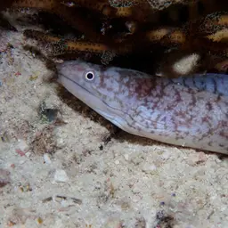 Lipspot Moray, photo 8