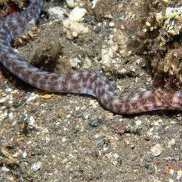 Lipspot Moray, photo 9