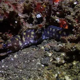 Lipspot Moray, photo 10