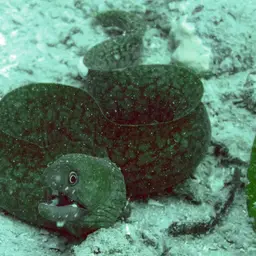 Lipspot Moray, photo 11