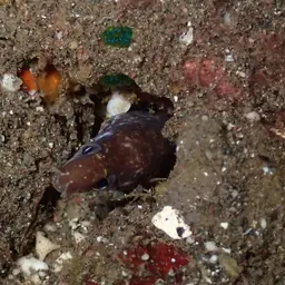 Lipspot Moray, photo 12