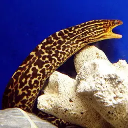 Freshwater Moray