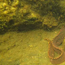 Freshwater Moray, photo 2