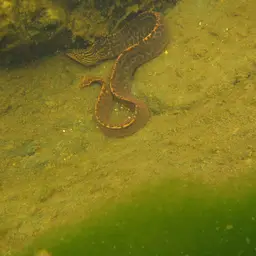 Freshwater Moray, photo 3