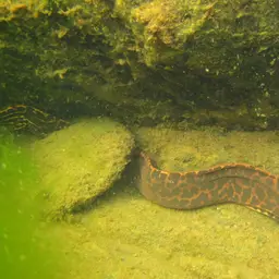 Freshwater Moray, photo 4