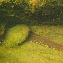 Freshwater Moray, photo 5