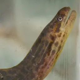 Freshwater Moray, photo 6