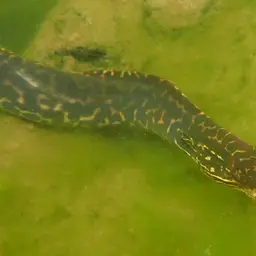 Freshwater Moray, photo 7