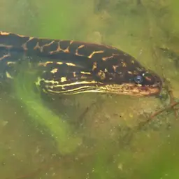 Freshwater Moray, photo 8
