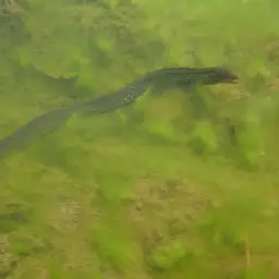 Freshwater Moray, photo 9