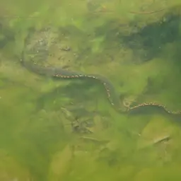 Freshwater Moray, photo 10