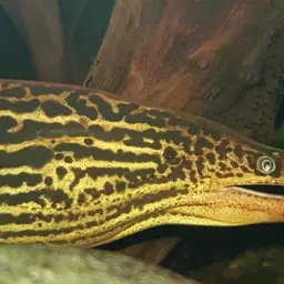 Freshwater Moray, photo 11
