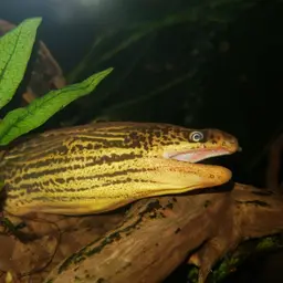 Freshwater Moray, photo 12