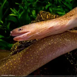 Freshwater Moray
