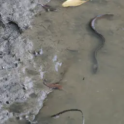 Freshwater Moray, photo 3