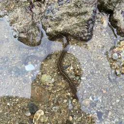 Freshwater Moray, photo 4
