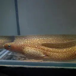 Freshwater Moray, photo 5