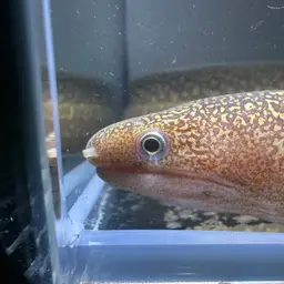 Freshwater Moray, photo 6