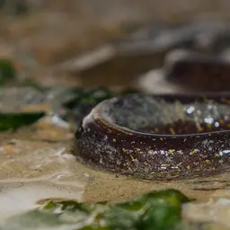 Freshwater Moray, photo 7