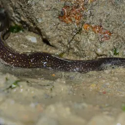 Freshwater Moray, photo 8