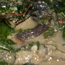 Freshwater Moray, photo 9