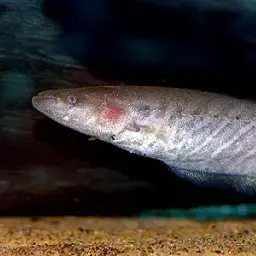 Banded Knifefish
