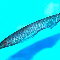 Banded Knifefish, photo 2