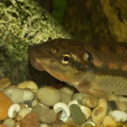 Chinese Algae Eater