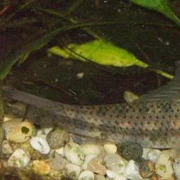 Chinese Algae Eater, photo 2