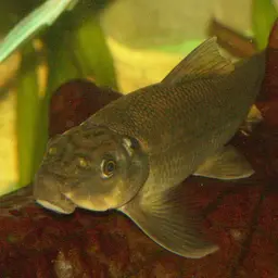 Chinese Algae Eater, photo 3