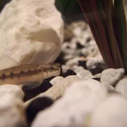 Chinese Algae Eater, photo 4