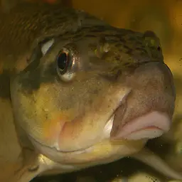 Chinese Algae Eater, photo 5
