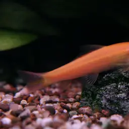 Chinese Algae Eater, photo 6