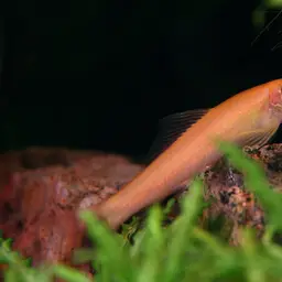 Chinese Algae Eater, photo 7