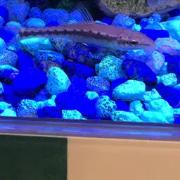 Chinese Algae Eater, photo 8