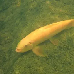 Chinese Algae Eater, photo 9