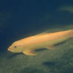 Chinese Algae Eater, photo 10