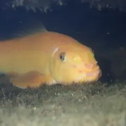 Chinese Algae Eater, photo 11